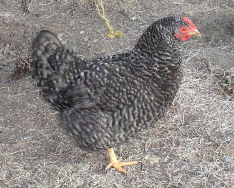 Avontuur op de Chicken Road: Het Gokspel met een Kip als Hoofdfiguren