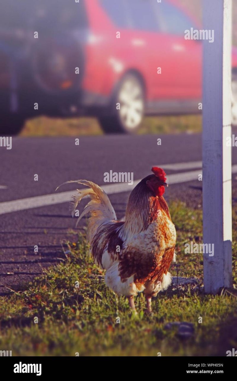 Descubre el Emocionante Juego de Azar de la Ruta de la Gallina en España in Spain